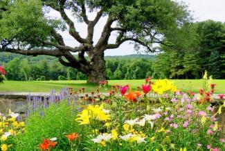 Garden at Wisdom House